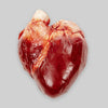 Human Heart (Chocolate)